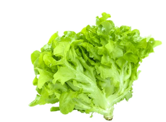 ALFACE CRESPA ST LUCIA UN