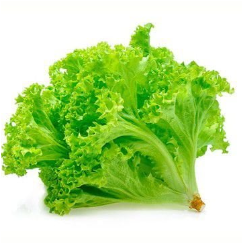 ALFACE UN CRESPA B&S