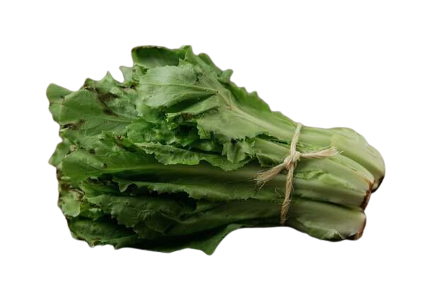 CHICORIA UN ST LUCIA