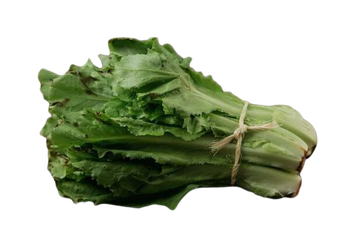 CHICORIA UN ST LUCIA