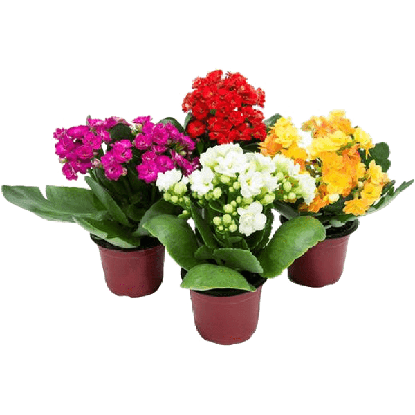 FLOR NATURAL KALANCHOE MINI P06