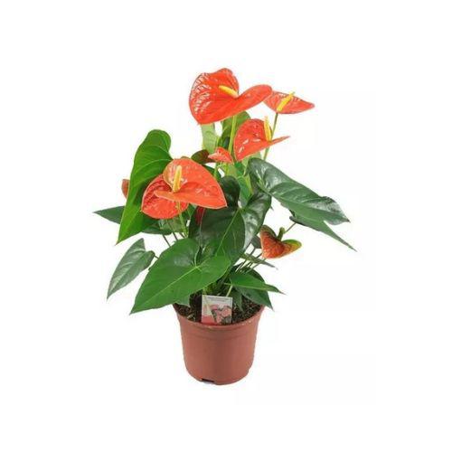 Flor Anthurium Mini Pt09