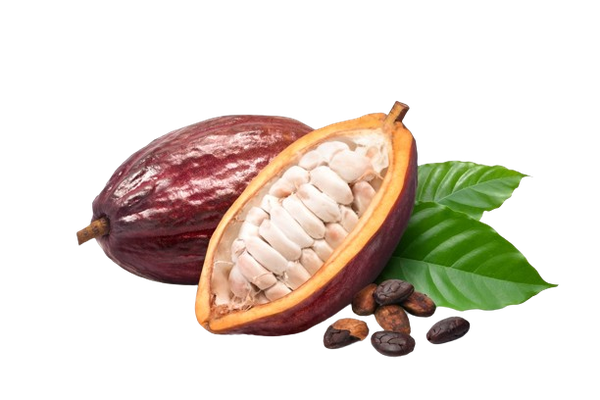 CACAU UND
