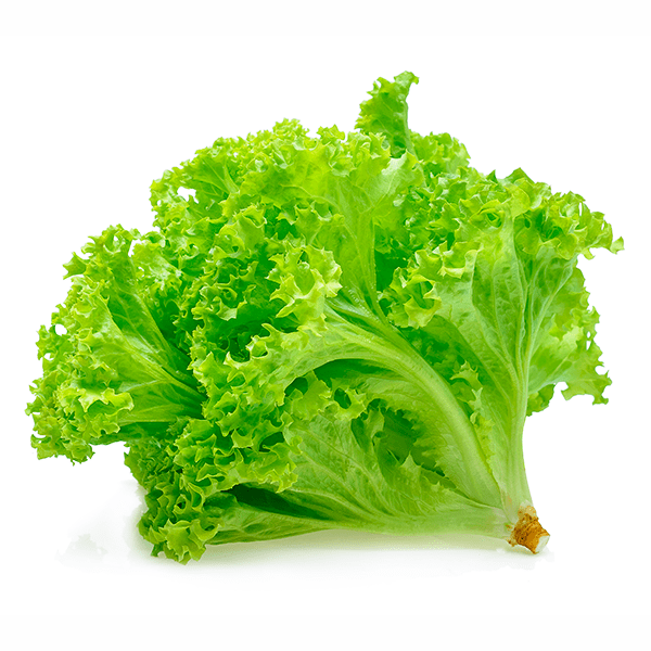 Alface Crespa Folhas 150gr Saladas Tr