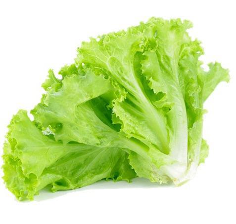 Alface Hidroponico MimosA 100g. Un