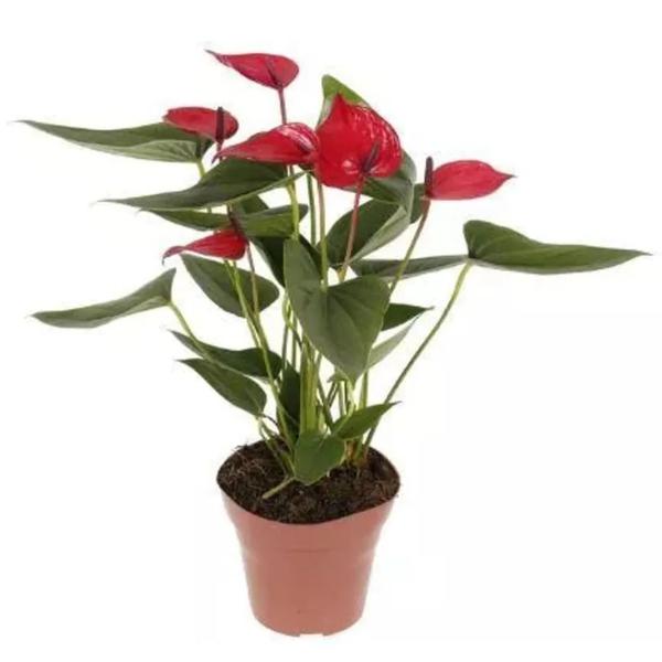 Flor Anturio Variado - P17