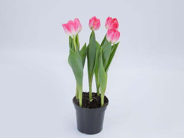 Flor Tulipa Vermelha P13