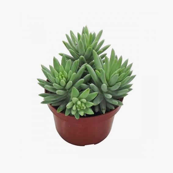 Suculenta Pt 11 Simples