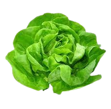 HORT ALFACE LISA UNI