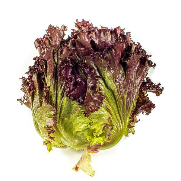 HORT ALFACE ROXA  HIDROPONICA UND