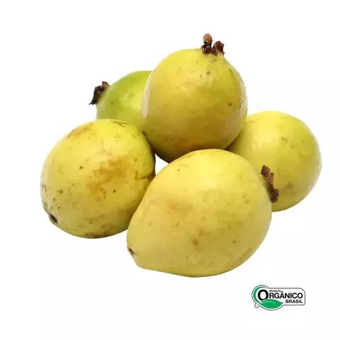 GOIABA KG
