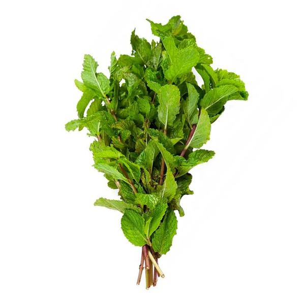 HORTELA UND