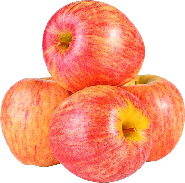 MACA GALA KG