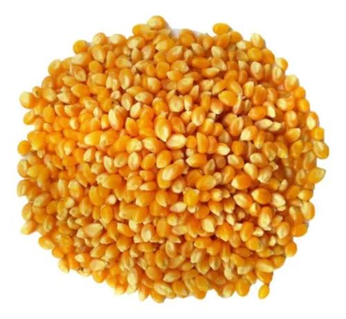 MILHO PARA GALINHA SOGRAOS