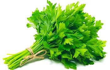 HORT SALSINHA UND