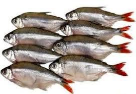 PEIXE LAMBARI ATUM 1KG