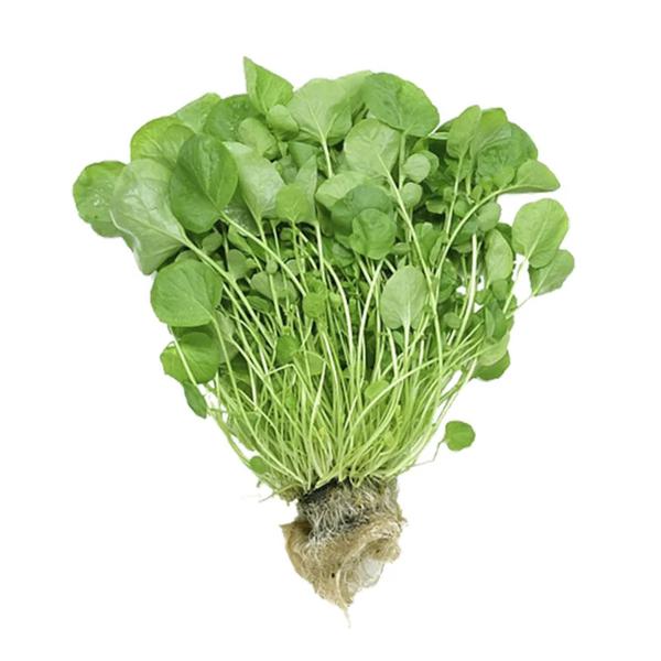 AGRIÃO HIDROPÔNICO UN