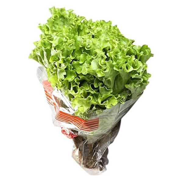 ALFACE CRESPA HIDROPÔNICO HIDROSABOR