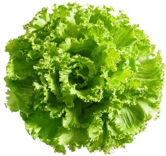 ALFACE CROCANTE HIDRÔPONICA TEREFOLHAS