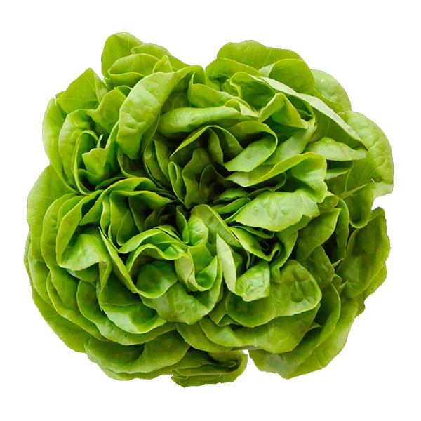 ALFACE LISA HIDROPÔNICO HIDROSABOR