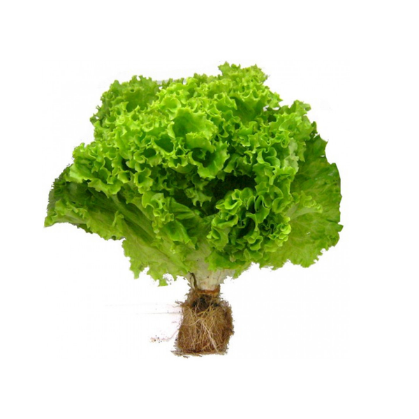 ALFACE SNACK HIDRÔPONICA HIDROSABOR