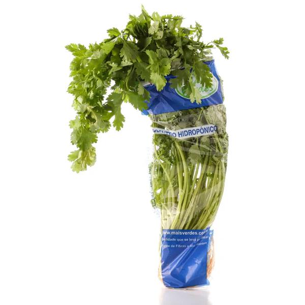 COENTRO HIDROPÔNICO TEREFOLHAS