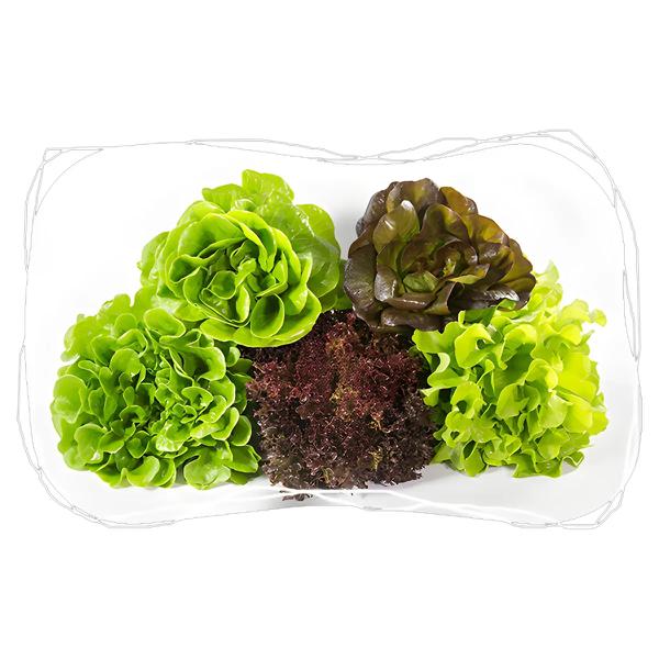 MIX DE ALFACE BANDEJA