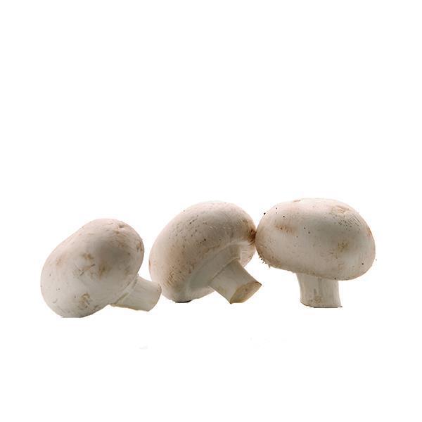 CHAMPIGNON KG