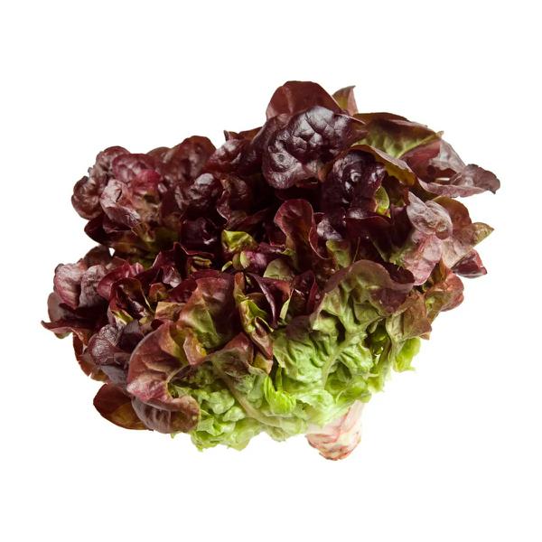 ALFACE ROXA HIDROPONICA