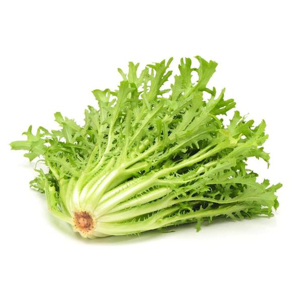 CHICORIA
