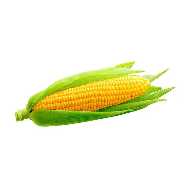 MILHO VERDE ESPIGA