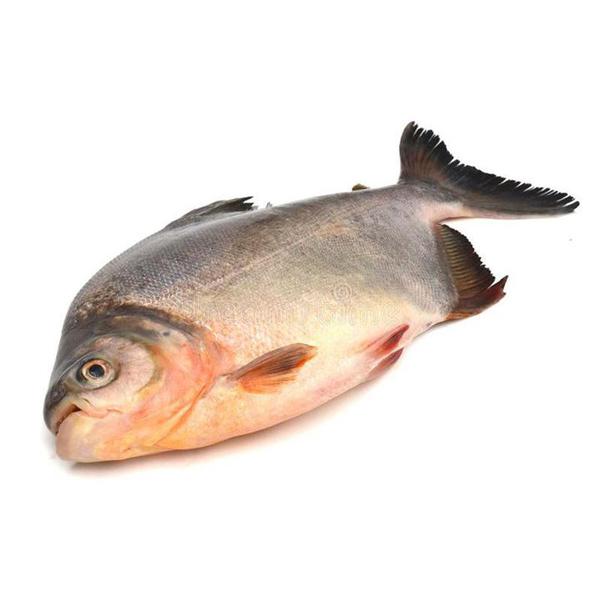 CARNE PEIXE TAMBAQUI KG IN NATURA
