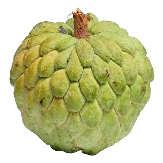PINHA KG