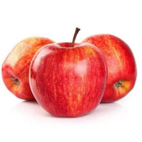 MACA GALA SELECIONADA BDJ