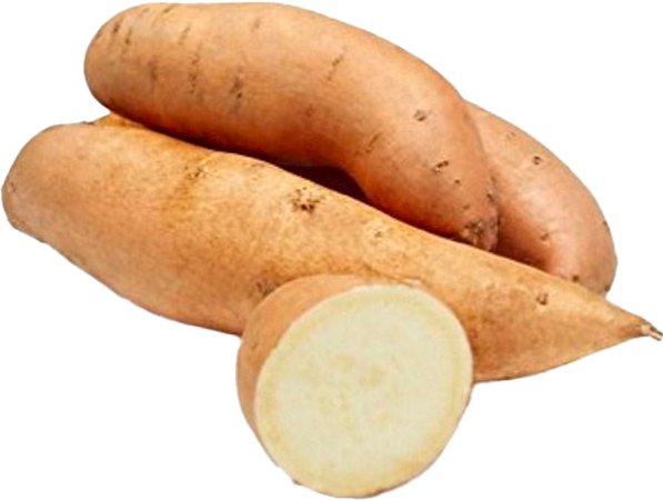 BATATA DOCE BRANCA