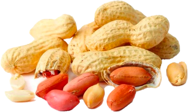 NATURAIS AMENDOIM C/CASCA