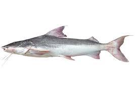 PEIXE FILHOTE RIOMAR