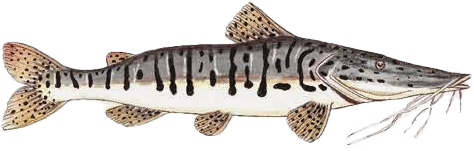 PEIXE SURUBIM FRESCO