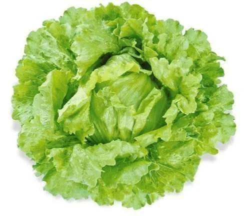 HORTALICA  ALFACE AMERICA MC