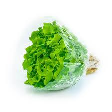 HORTALICA  ALFACE CRESPA HIDRO MC