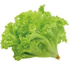 HORTALICA  ALFACE CRESPA MC