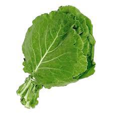 HORTALICA  COUVE HIDRO MC