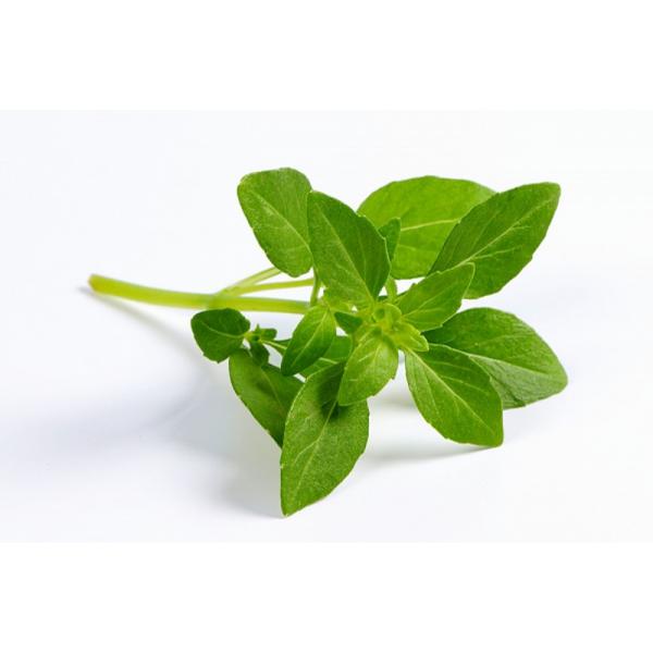 HORTALICA MANJERICAO MC