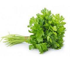 HORTALICA SALSA HIDRO MC