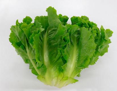 ESCAROLA UN