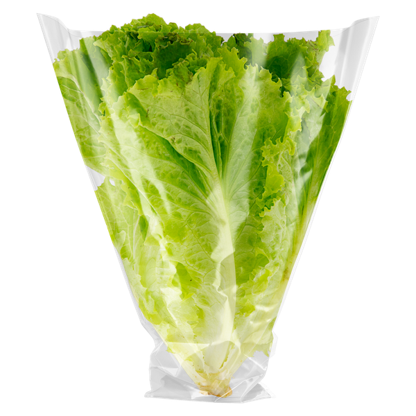 Feira Alface Crespa Penelope