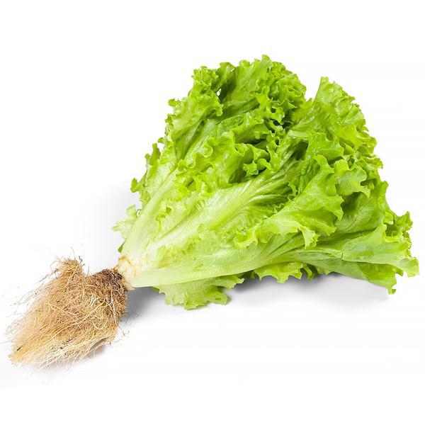 Feira Alface Hidroponica Geier Un