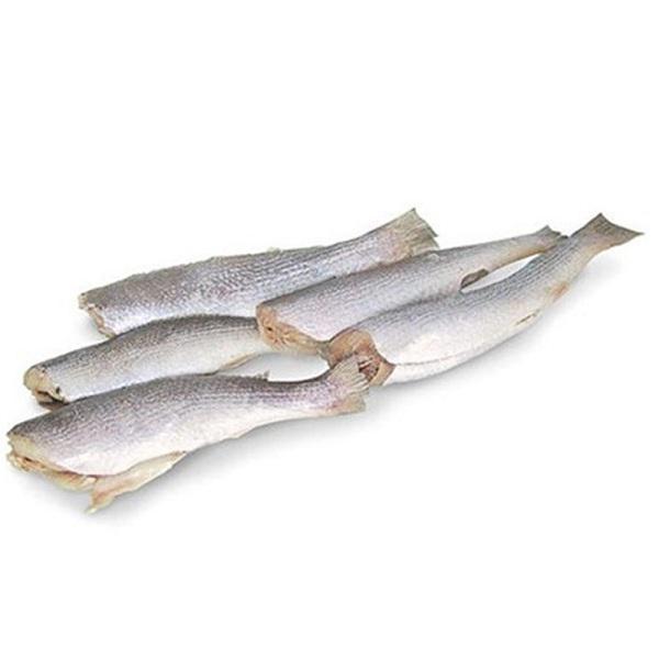 CORVINA INTEIRA EVISCERADA KG  kg