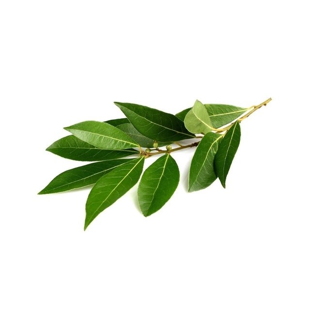 LOURO MACO NAKASHIMA UNID