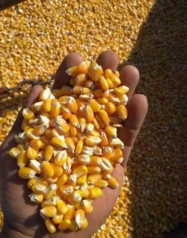 MILHO IN NATURA GUIRICEMA 5KG